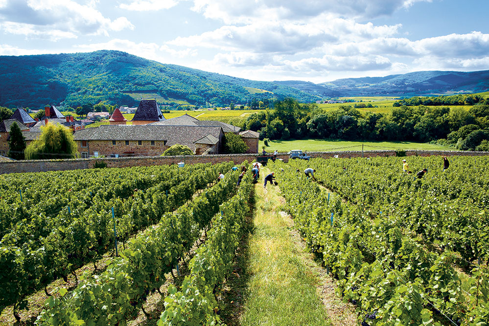 A vineyard in Beaujolais